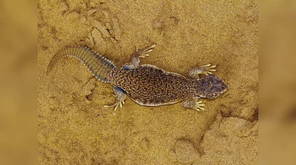 Indian spiny-tailed lizard