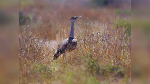 Great Indian bustard