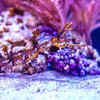 Ribboned Pipefish