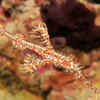 Dusky Pipefish<strong>​</strong>