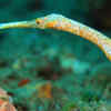 Pipefish