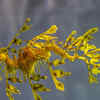 Sea Dragons