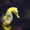 Seahorses