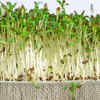 How to grow Chia seeds microgreens in the balcony garden (no pot or soil needed!) | Times of India