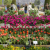 Floral diversity