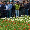 Tulip festival