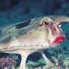 Red-Lipped Batfish