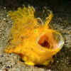 Frogfish