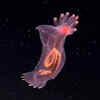 Pink See-Through Fantasia