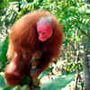 Uakari
