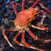 Japanese Spider Crab