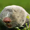 Naked Mole Rat