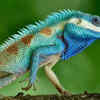 Indo-Chinese Forest Lizard