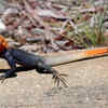 Red-Headed Agama