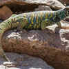 Ornate Uromastyx