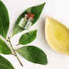 ​Aloe Vera and Camphor for dandruff control