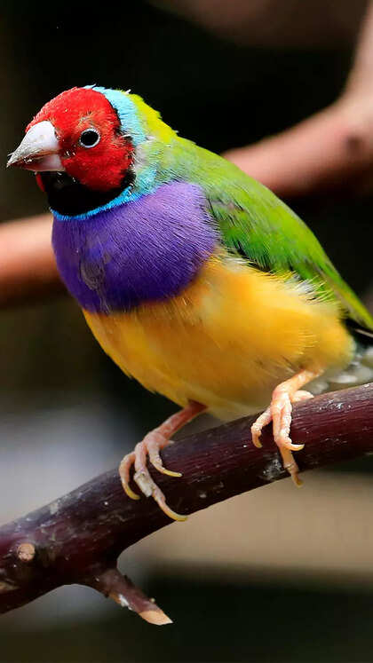 Gouldian finch