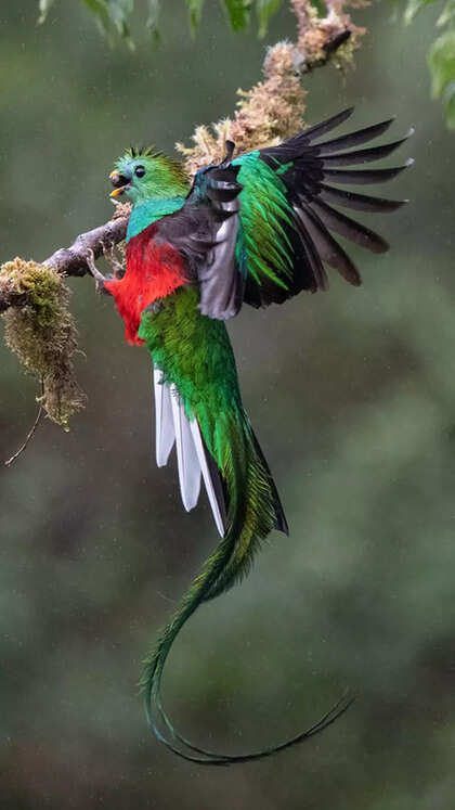 10 most colourful birds on the planet 