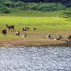 Periyar National Park, Kerala