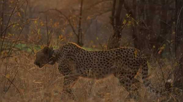 Conservation hope
