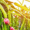 How to grow Dragon fruit in a pot in the terrace garden | Times of India