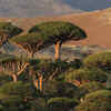 Dragon’s Blood Tree