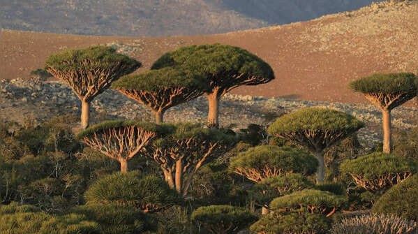 Dragon’s Blood Tree