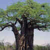 Baobab 