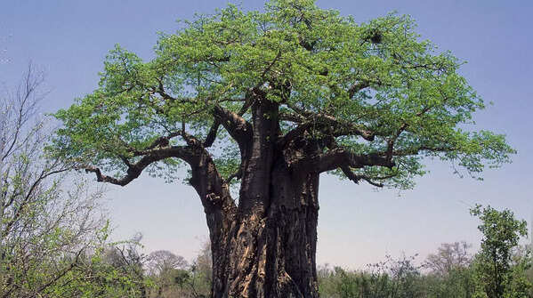 Baobab
