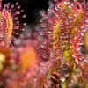 Cape Sundew 