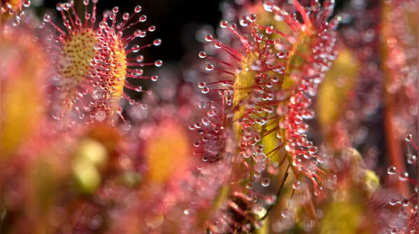 Cape Sundew