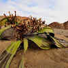 Welwitschia 