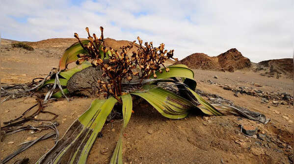 Welwitschia