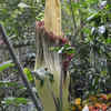 Corpse Flower