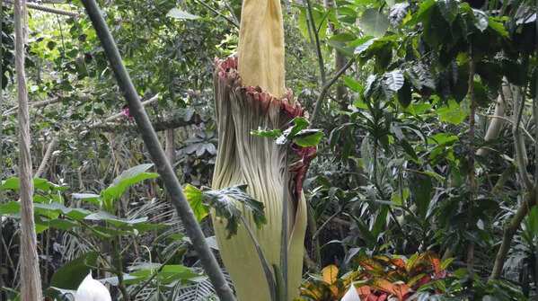 Corpse Flower