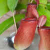 Pitcher Plant 
