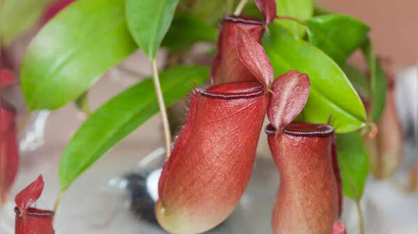 Pitcher Plant