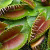 Venus Flytrap 