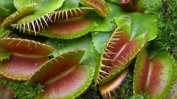 Venus Flytrap