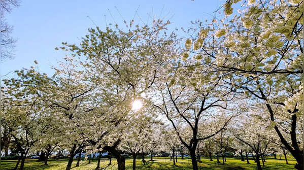Visitors react to the Washington DC cherry blossoms