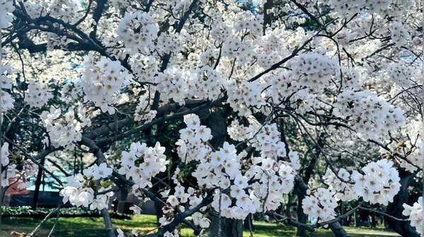 How do cherry blossoms grow in Washington DC?