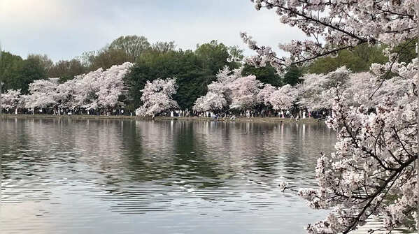 Where to see the Washington DC cherry blossoms?