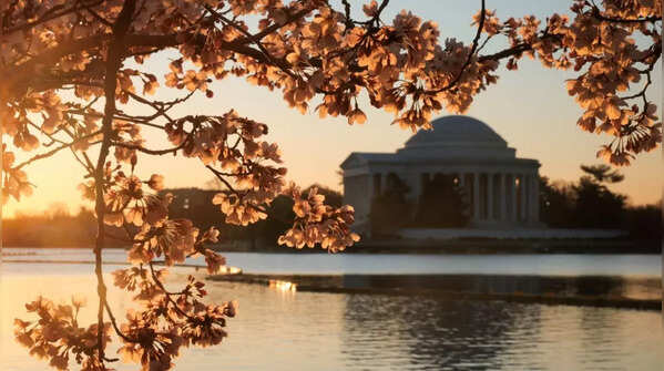 When do the cherry blossoms in Washington DC reach peak bloom?