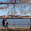 The six stages of cherry blossom growth