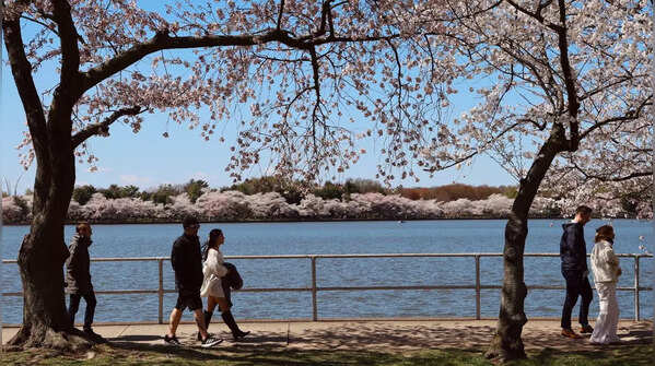 The six stages of cherry blossom growth