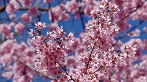 Cherry Blossom Season in Washington DC