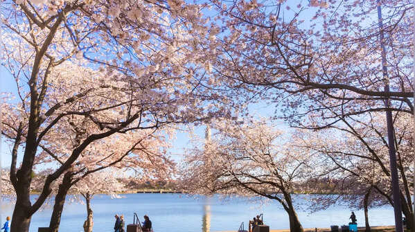 In pics: Why is Cherry Blossom season celebrated in Washington DC? When and where to watch the cherry blossoms