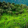 Savor tea estate views