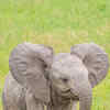 Article image for: African Elephant