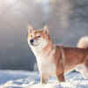 Shiba Inu